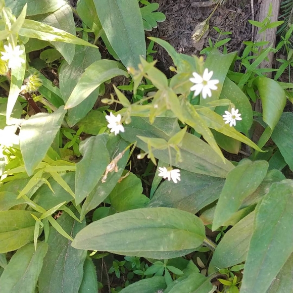 🌿Welcome to my closet! @augustivy🌿 - Picture 3 of 3